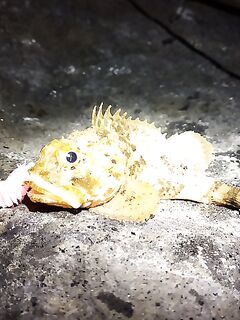 Адлер, рассветное открытие по скорпене: копии твистеров и «раки» от друзей