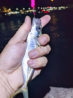 Судак, вечер 18:00-22:00: пилькер 12 г дал саргана, позже ставридка и знакомство на берегу