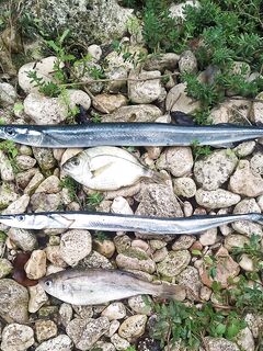 Дождь, гром и «Трафик» у воды: десять забросов из салона, трофей сарган 50 см