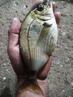 Старый причал после ливней: спортивный формат «поймал-отпустил», луфарь разогнал стаю