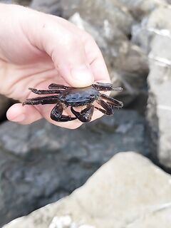 Утренний рывок: дочка подняла в шесть — на камнях пять карасиков забрал, зелень отпустил