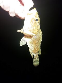 Имеретинка, крайний вечер: бабушка-скорпена и луфарь на выбросе съел половину слага