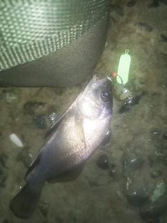 «Горбылик на отвесе» и две бороды: буллер 7 г, маракуя и неудачный флюр на первом выезде