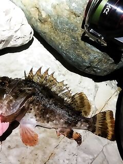 Имеретинка под дождём: двойные тирольки для дальности, одна скорпена ночью и утром