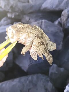 Вечер, мощный прибой и боковой ветер: 6 г, червь на офсете — ласкирь и две скорпены