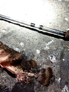 Имеретинка, финальный рассвет: 13 скорпен за 2,5 часа, пик — с 4:53 до 5:11