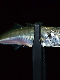 Ночь на пирсе: ставрида жадно бьёт неогрузку, светонакопительные черви — топ