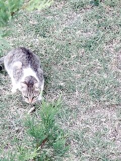 Коктебель, проверка краба: дважды насадка исчезла с крючка — котэ балую барабулькой