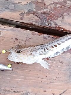 Коктебель с катера: дракончики и барабулька на червя, планы — сарган и скорпена