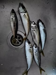 Утро до ветра: несколько ставридок и луфарик до дождя, второй заход смыло мутняком