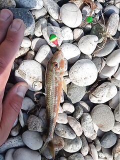 Коктебель — ставка по кефали, в траву с берега: четыре барабульки и два луфарика