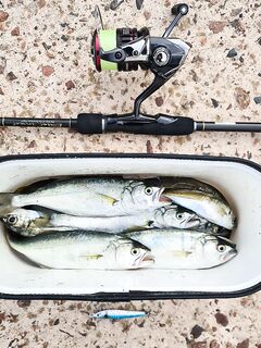 Коктебель, пилькеры 7–15 г: луфарь подрос, ставрида пошла в прилове — держим темп