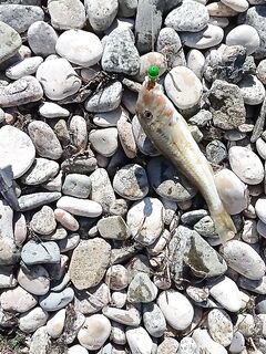 Коктебель: морская рыбалка на травяном пятне у пирса, луфарик, зеленушка и барабулька