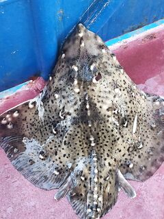 Ялта, со дна на пилькер: вываживание под взглядами «промысловиков» — трофей взят