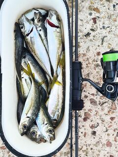 Когда луфаря нет — ставрида выручает: 0.6–1.5 г и белая Komushi фаворит дня