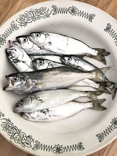 Тишина по ставриде и поиск по ратлинам: по луфарю быстрая верховая проводка