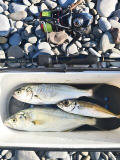 Луфарь бастует: короткие 20-минутные выходы на рассвете и закате — не разгуляешься