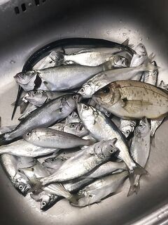 У нас так же: забастовки луфаря, но набор видов спасает настроение