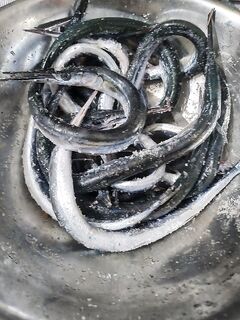 Скала, дельфины и хамса: пилькер против бомбарды, ветер в 17:00 всё «выключил»