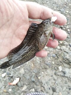 Сочи, пирс и креветка из магазина: пять видов рыбы за час и котам ужин