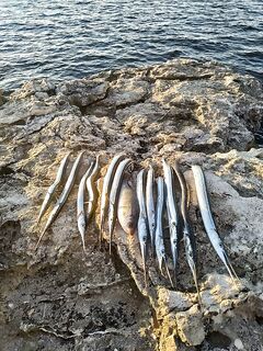 Земляной червь «под чай»: очистка в заварке и морковной ботве, улов — окунь и сарган