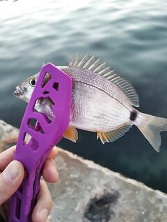 С рассветом оживает: мелкий карась сбивает «бульон», чуларка у поплавочников