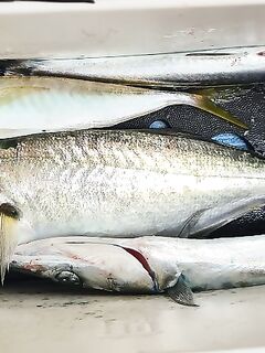 Утренний променад: рыбы немного, зато весь размер приятный для вываживания