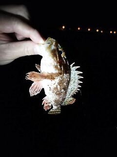 Морская рыбалка на Чёрном море: финальный выход по карасю и ночной активный клёв