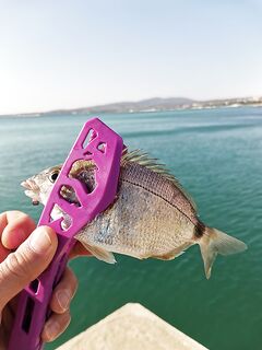 Лучшие два часа недели: карасёвая феерия «под носом» вместо дальних поездок