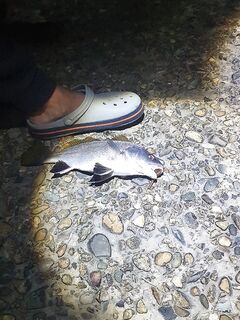 Вечерний выход: горбылик порадовал, по скорпене тишь — море пустое