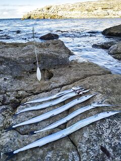 Береговые переезды за сарганом: две поимки у соседей, у меня скромно, но не пусто