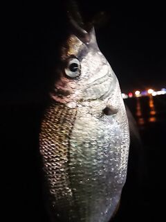 Буны утром и вечером: резина ловит, пилькеры молчат, саргана не нашёл