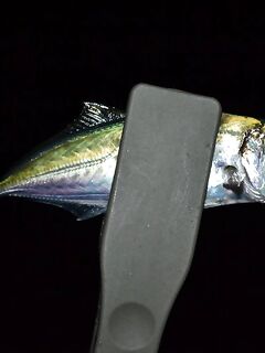 Ночная ставрида на точке прикормленных поплавочников: короткая резина 4 см