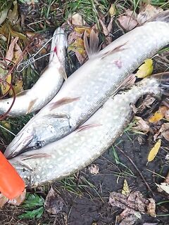 Чёрное море: не ехать «за потом», а ехать на клев — и без грибной закуски