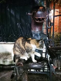 Вечер на бунах: скорпена мельчает, горбылик попался, остальное — отпущено