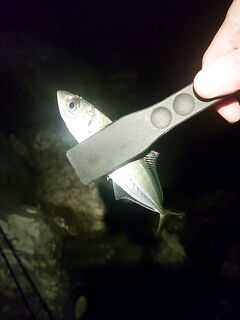 Сочи 30.10–05.11: трудовая неделя, личные рекорды по луфарю и зеленухе