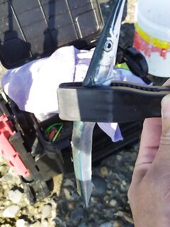 Сарган подошёл к берегу: час до 14:00 на пилькер, потом выключили