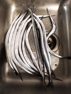 Сарган есть: ловится неровно, но подтверждён на точках