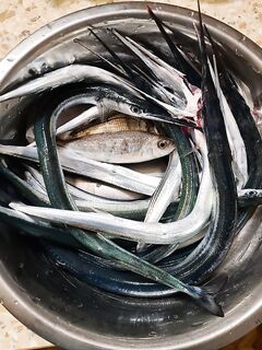 Перед штормом искал саргана: четыре локации, нашёл дальнего и трудового