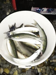 Короткая сессия до шторма: с 15 до 17 бомбарда и морской червь