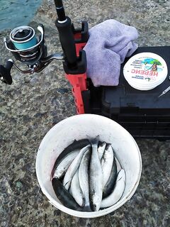 Чуларка с раннего утра: штиль, +20 — клев весь день без провалов