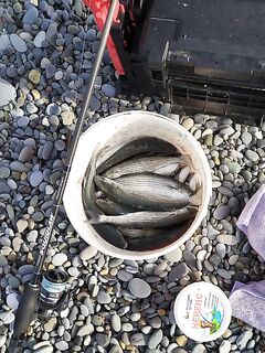 Кефаль с утра, море гладь: с 9 до 11 половил и ушёл до заката