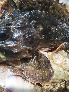 Скала, шторм и бычок: как нашёл пятачок и чем закончился вечер на море