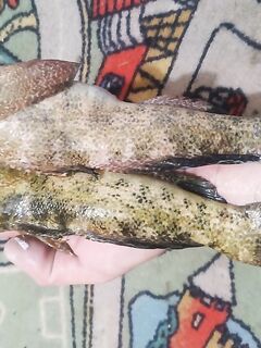 Чёрное море — бычок на хамсу под камнями: 4,8 кг за три часа и сход «монстра»