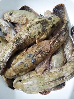 Короткий выход на Чёрном море: за час взял десяток, клев равномерный