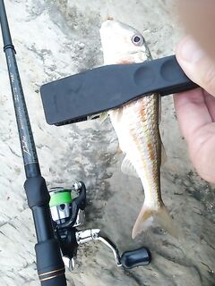 Одна точка и один сектор: рыбалка по «песчаной полянке» между валунами на барабульку