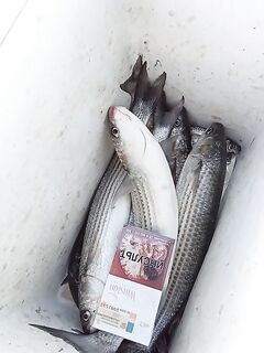 Севастополь по кефали: рыбалка стабилизировалась, рабочие окна сохраняются