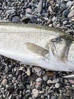 Лаврак европейский — Dicentrarchus labrax: рыбалка в терминах для точной подписи