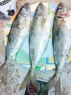 Глазатка и крупная ставрида: рыбалка по терминам без мифов и путаницы