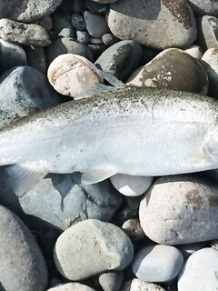 Небольшая силиконовая тиролька: мягче идёт и реже клинит в камнях